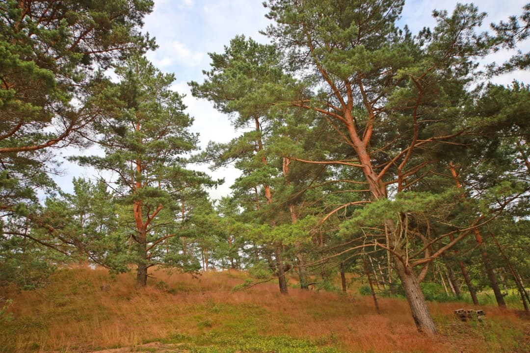 Zābaku iela, Ādažu pagasts, Ādažu novads — bilde 4